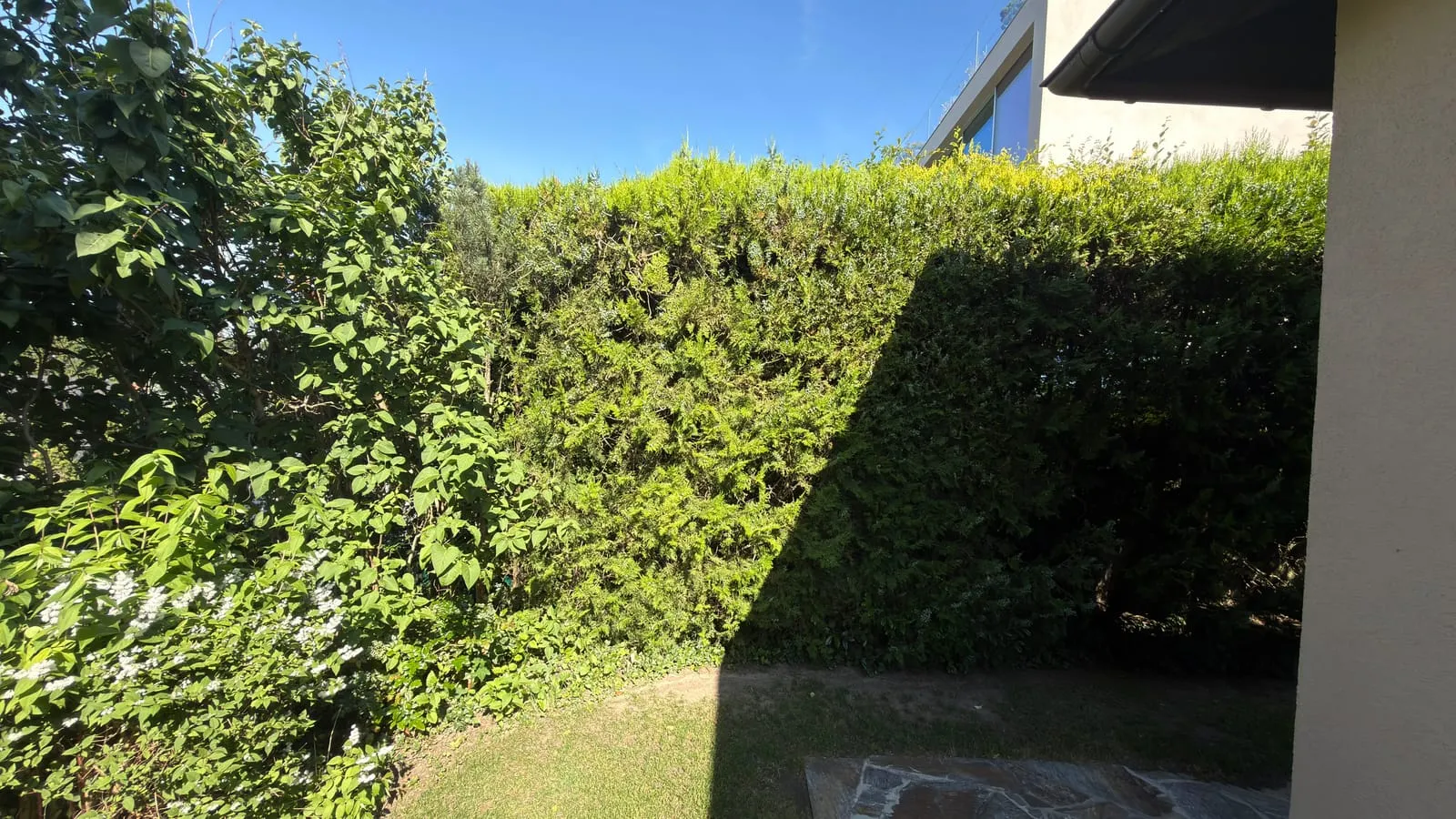 Nachher: Hecke in Wien beim Heckenschnitt