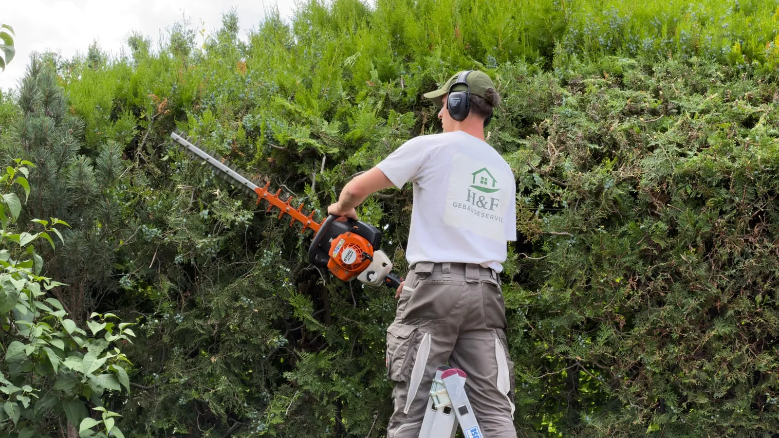 Vorher: Hecke in Wien beim Heckenschnitt